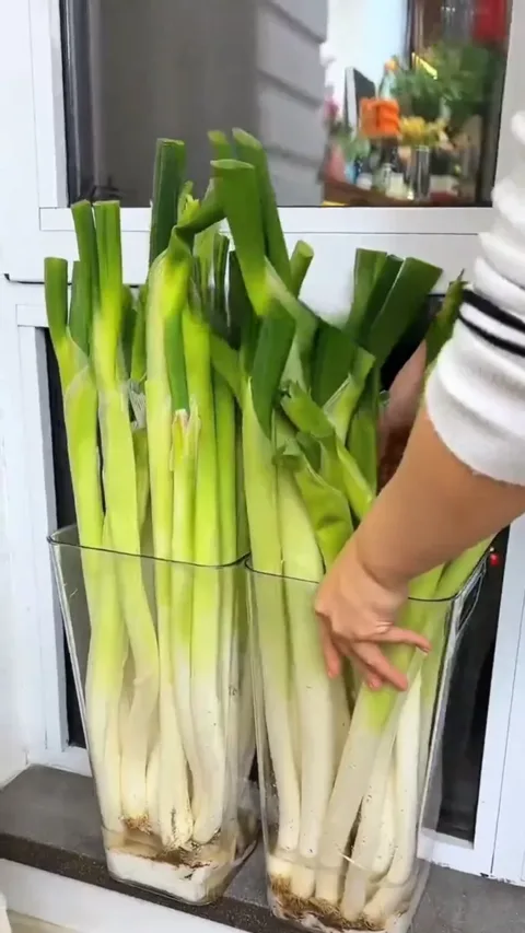6. 長ねぎの再生栽培