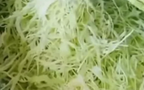 010일본 양배추 채칼