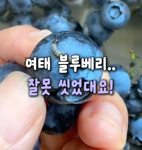 14. 블루베리 세척 비법재료