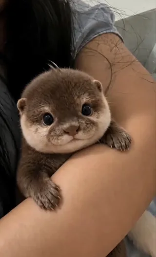 Belle자연