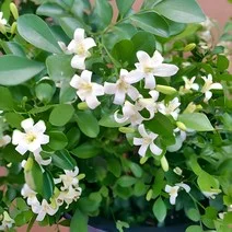 12. 디퓨져 쓰지마세요