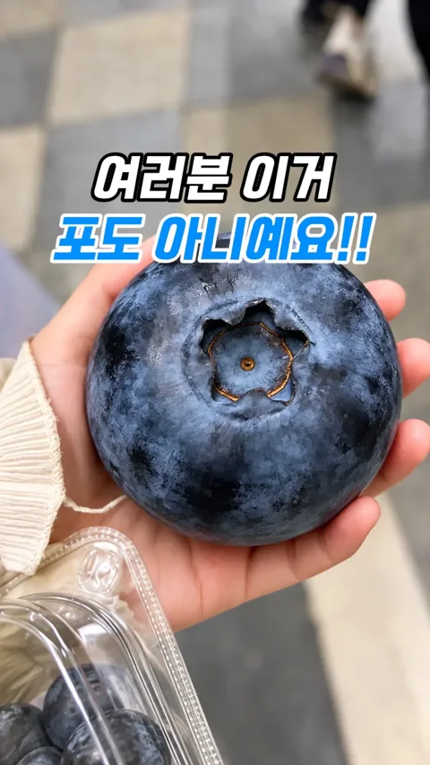 51. 그거 포도 아니예요