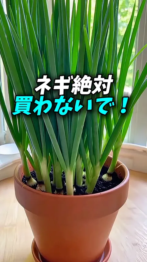 14. 長ネギが育つ秘密のスプーン1杯