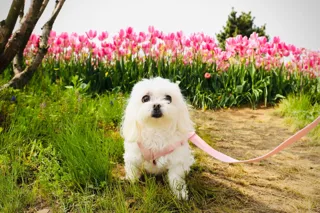 강아지랑