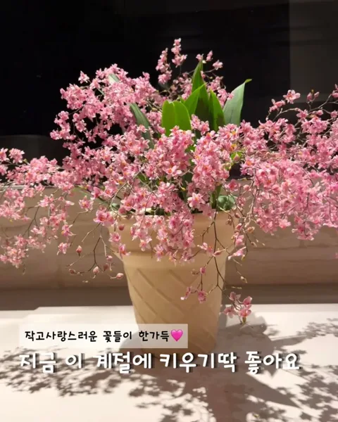 20. 지금 계절에 딱! 키우기 편한 꽃