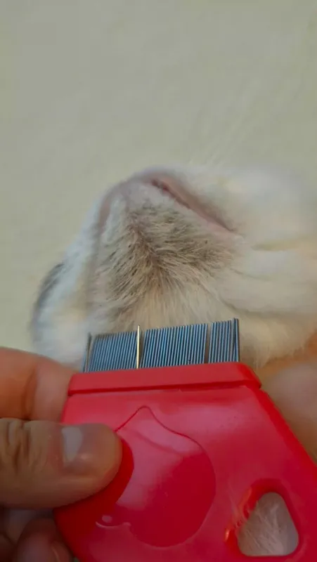 고양이 블랙헤드 빗