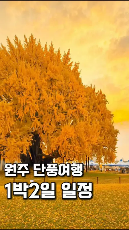20. 원주 단풍여행 일정