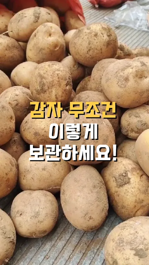 🥔 감자 보관 방법 (싹없이)