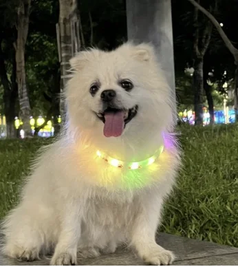 63. 강아지 led 야광 목걸이