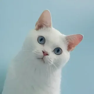 ggulnyangee