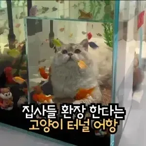 고양이 터널 어항
