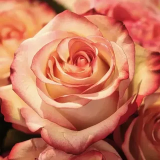 sweetpromise_24